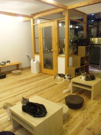 「猫カフェ Classic」 赤坂 Classic 「猫カフェ Classic」 赤坂